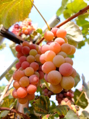 Dojrzałe kiście winogron na winorośli