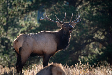 Bull Elk Bugling