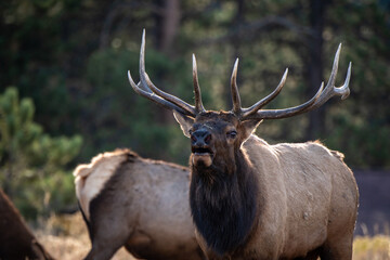 Naklejka na ściany i meble Bull Elk Bugling