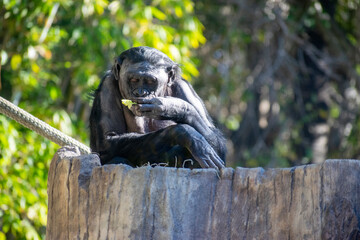 Eating Chimpanzee