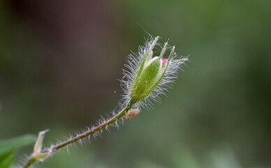 Verwelkter Kopf eines Storchenschnabels