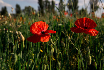 Fototapeta premium Landscape wildflowers red poppy flower field spring sky