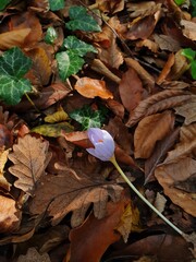 autumn leaves on the ground