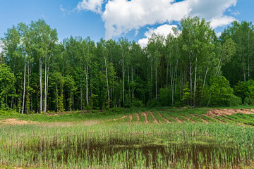 Green forest with different types of trees. Forest pond overgrown with grass in the meadow. Spring day with blue sky and large cumulus clouds. Nature landscape background