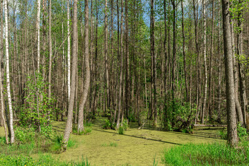 Wild marshland. Impenetrable forest with many trees. Spring day, nature landscape background