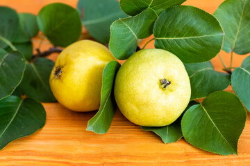 Two ripe yellow pears removed from the tree just now, two pears lying on a wooden table background