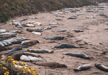 Elephant Seal Pups Molting in Piedras Blancas Rookery