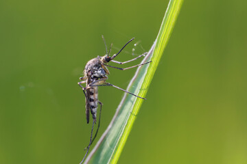 A mosquito is resting on a green leaf of grass. 
Male and female mosquitoes feed on nectar and plant juices, but females can suck animal blood.
 - obrazy, fototapety, plakaty