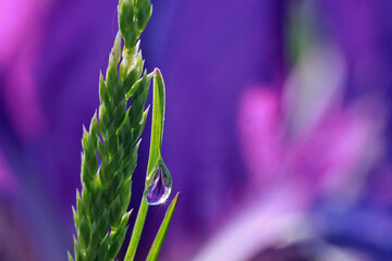 A dewdrop with a reflection of the sun in front of an iris flower. 