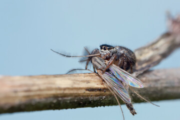 Jumping spiders doesn 't build webs, it jumps and attracts its pray.
