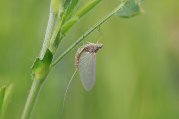 Macro of a small  mayfly resting on a blade of grass. 
