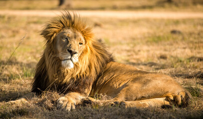 Fototapeta na wymiar The lion is one of the great predators of the world, inhabiting and reigning the African savannah as the king of all animals, hunting at dawn and dusk with the first and last rays of the sun.