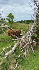 Scottish Highlander or Highland cattle on dunes in North Holland. The Netherlands.