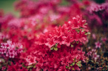 Beautiful Garden with blooming trees and bushes during spring time, Wales, UK, early spring flowering azalea shrubs