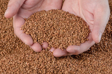 Buckwheat background, texture of buckwheat groats. Roasted buckwheat in the hands. Concept of food...