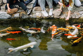People, children caress and feed beautiful large colored, multi-colored koi fish swimming in the...