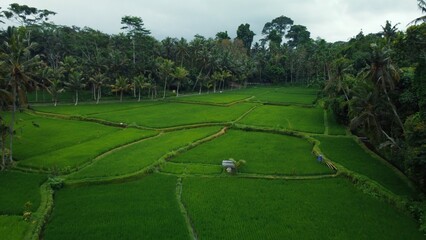 Obraz premium Aerial drone view to green rice fields and jungle in Bali