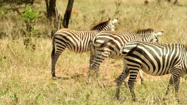 A proud and independent zebra leaves the herd having defended its position. Zebra insisted on her own and decided to leave in front of the foal who did not understand anything.
