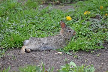 Wild Native Cottontail Rabbit Young (Sylvìlagus floridanus)