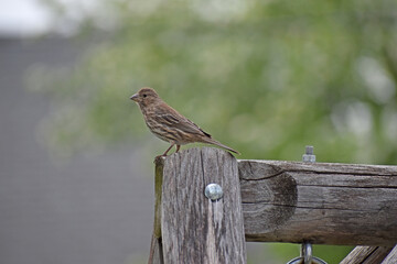 Female Purple Finch (Haemorhous purpureus) perched on a wooden swing