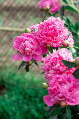 A bush of pink double peonies blooms in the garden. Bush with large delicate pink peony flowers in a garden in a summer day, beautiful outdoor floral background.