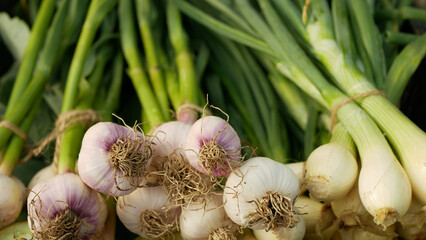 Garlic onion harvest bio bunch fresh market shop Allium sativum spring sibies scallion food stem...