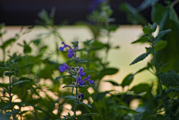 Mięta kwitnąca wśród zielonych roślin . Niebieski kwiat mięty . © Grzegorz