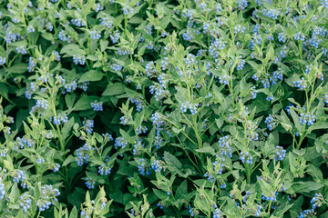 green leaves background
