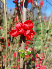 red flowers of Japanese quince at spring