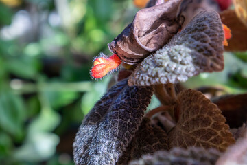 Flores decoración de jardín