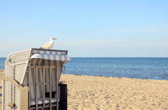 M&ouml;we steht auf dem Strandkorb