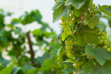 Fototapeta premium unripe green currants growing on a bush in a kitchen garden