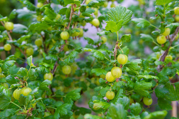ripening green gooseberries on a bush in the kitchen garden