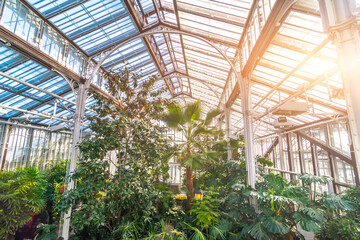 Fototapeta premium Tropical greenhouse with thickets of trees and palm.