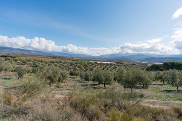 cultivation of olive trees in the province of Granada