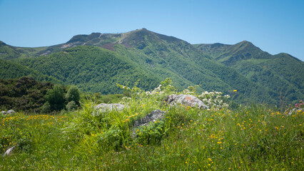Fototapeta na wymiar Ladera de hierba y flores con cordillera montañosa al fondo