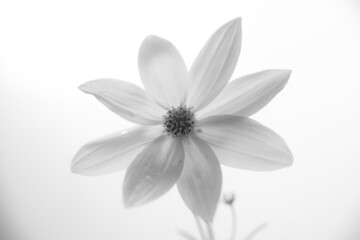 A beautiful flower in black and white