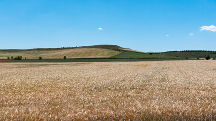 Campo de cereales