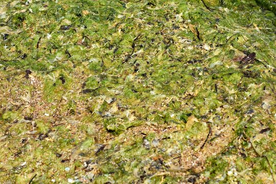 Greenish algae that are the ones that cause the phenomenon of hypoxia inside the Mar Menor causing an ecological disaster