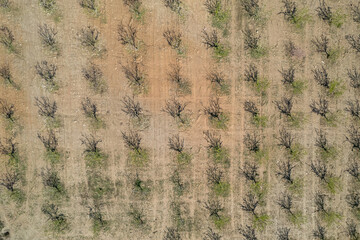 cultivation of almond trees in the south of Spain