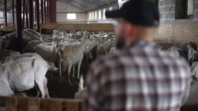 Wide shot goats in barn eating hay in slow motion with blurred farm owner standing at fence at front. Livestock in stable on ranch indoors with satisfied Caucasian young man admiring herd