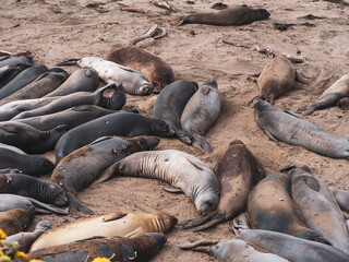 Elephant Seal Pups Molting in Piedras Blancas Rookery