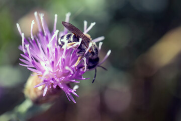 bee on a flower