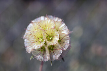 prairie plant with lost seeds, formed of hexagonal shapes.