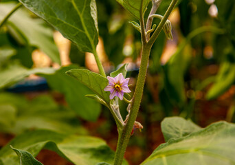 Eggplant or aubergine flower in the plant