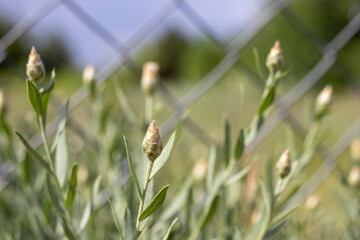 grass in the wind, and fence