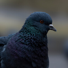 close-up portrait of a pigeon