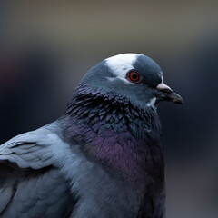 close up of a pigeon