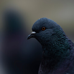 close up of a pigeon