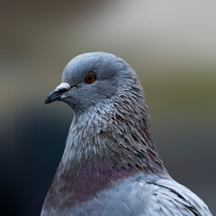 close-up portrait of a pigeon